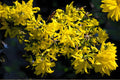 Weeping Forsythia Seeds - Forsythia suspensa, Bright Yellow Spring Blooms, Ornamental Shrub for Hedges & Borders