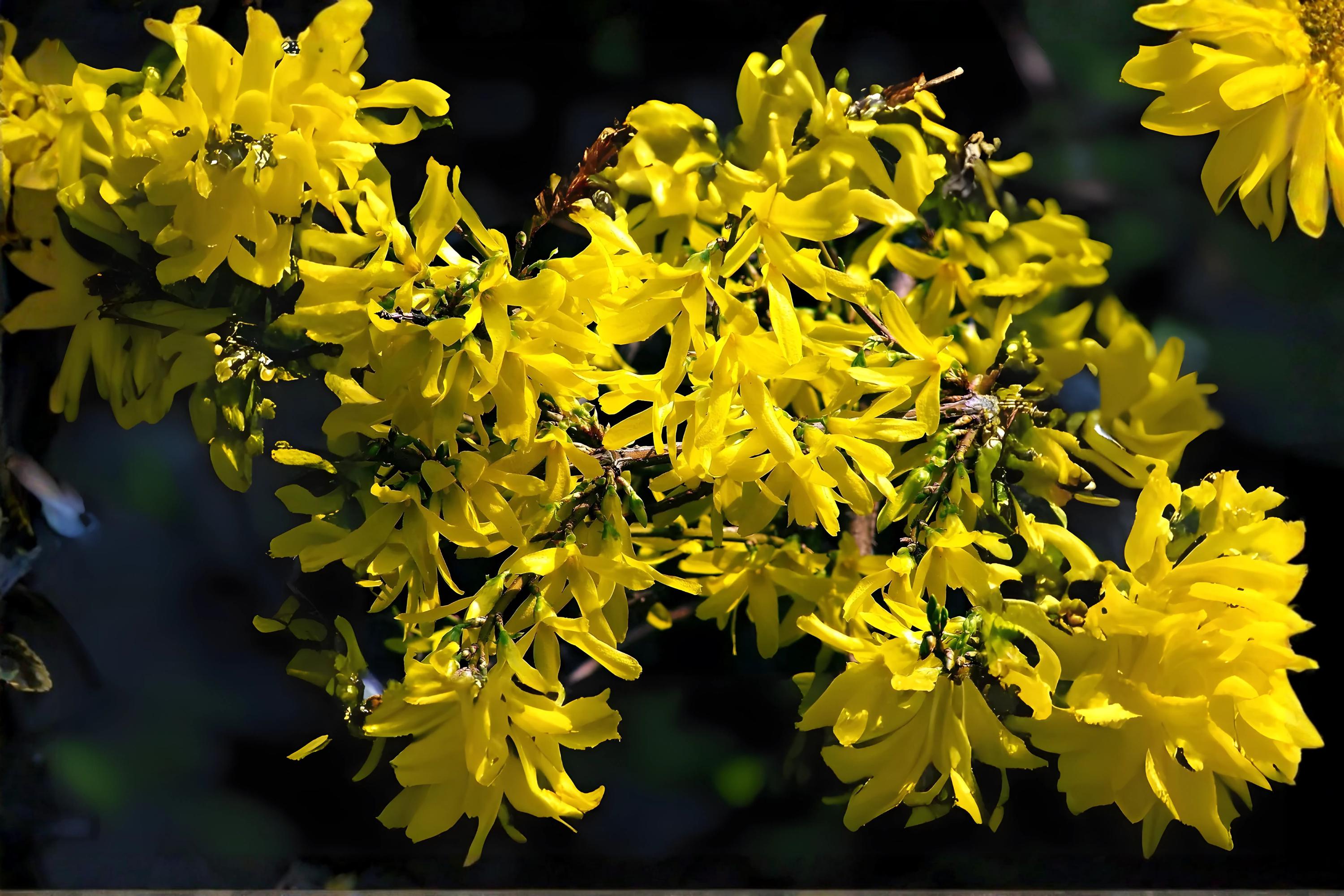 Weeping Forsythia Seeds - Forsythia suspensa, Bright Yellow Spring Blooms, Ornamental Shrub for Hedges & Borders