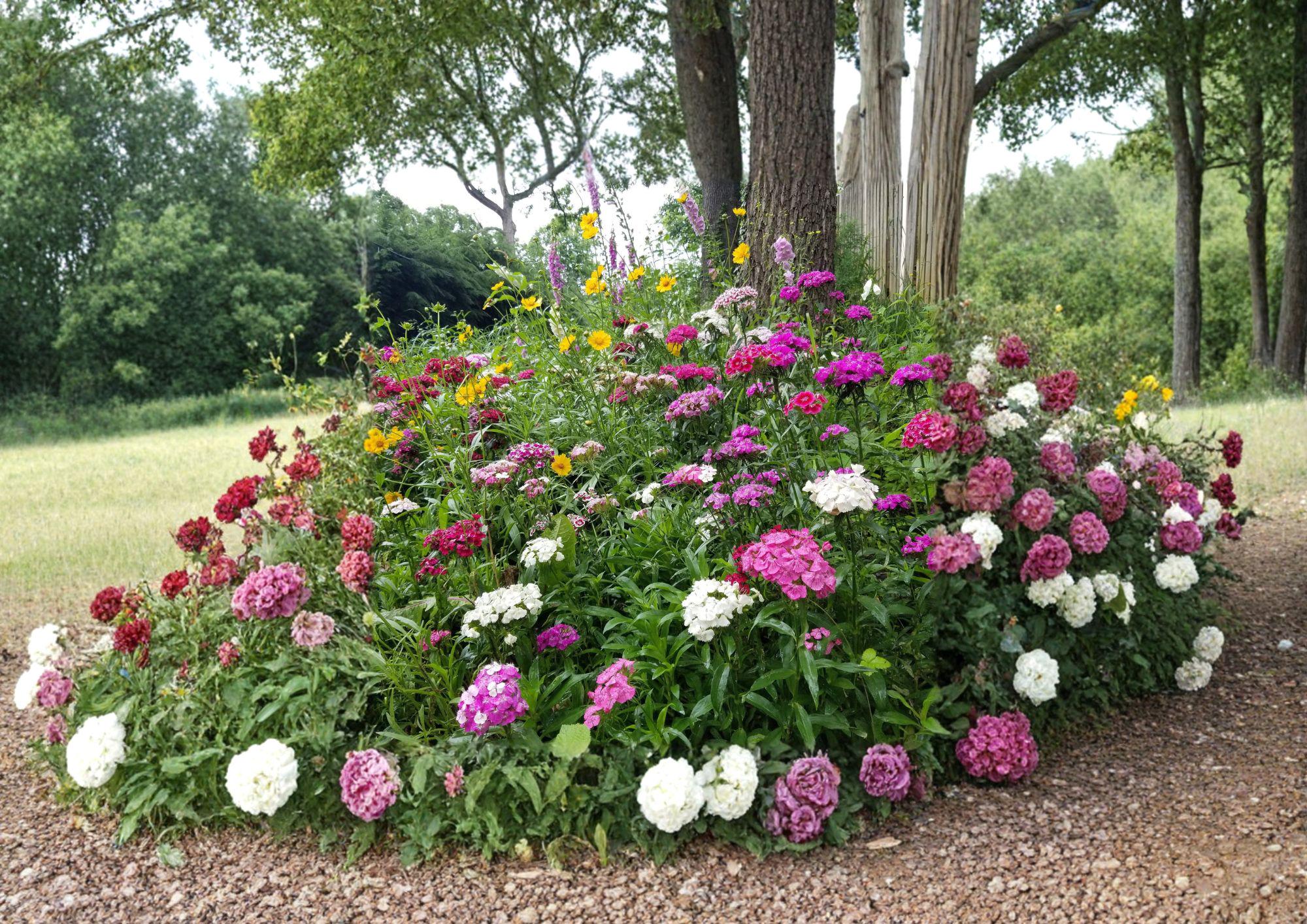 Wildflower Seeds Mix 500+ Pack, Partial Shade Perennial & Annual Non-GMO Flower Blend for Garden, Woodland, Pollinator-Friendly Landscaping