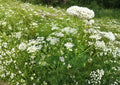 Caraway Seeds Garden Herb Seeds – 300+ Non-GMO Culinary & Medicinal Spice Plant for Outdoor Gardening