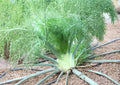 Florence Fennel Seeds 200+ Foeniculum Vulgare Herb for Garden Planting, Heirloom Non-GMO Culinary & Medicinal Vegetable Seeds