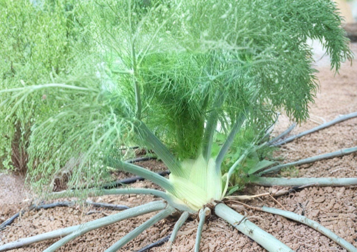 Florence Fennel Seeds 200+ Foeniculum Vulgare Herb for Garden Planting, Heirloom Non-GMO Culinary & Medicinal Vegetable Seeds