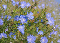 Chicory Seeds 1000+ Pack, Blue Dandelion Coffeeweed Succory Herb, Non-GMO Pollinator Garden Plant, Cichorium Intybus, Heirloom