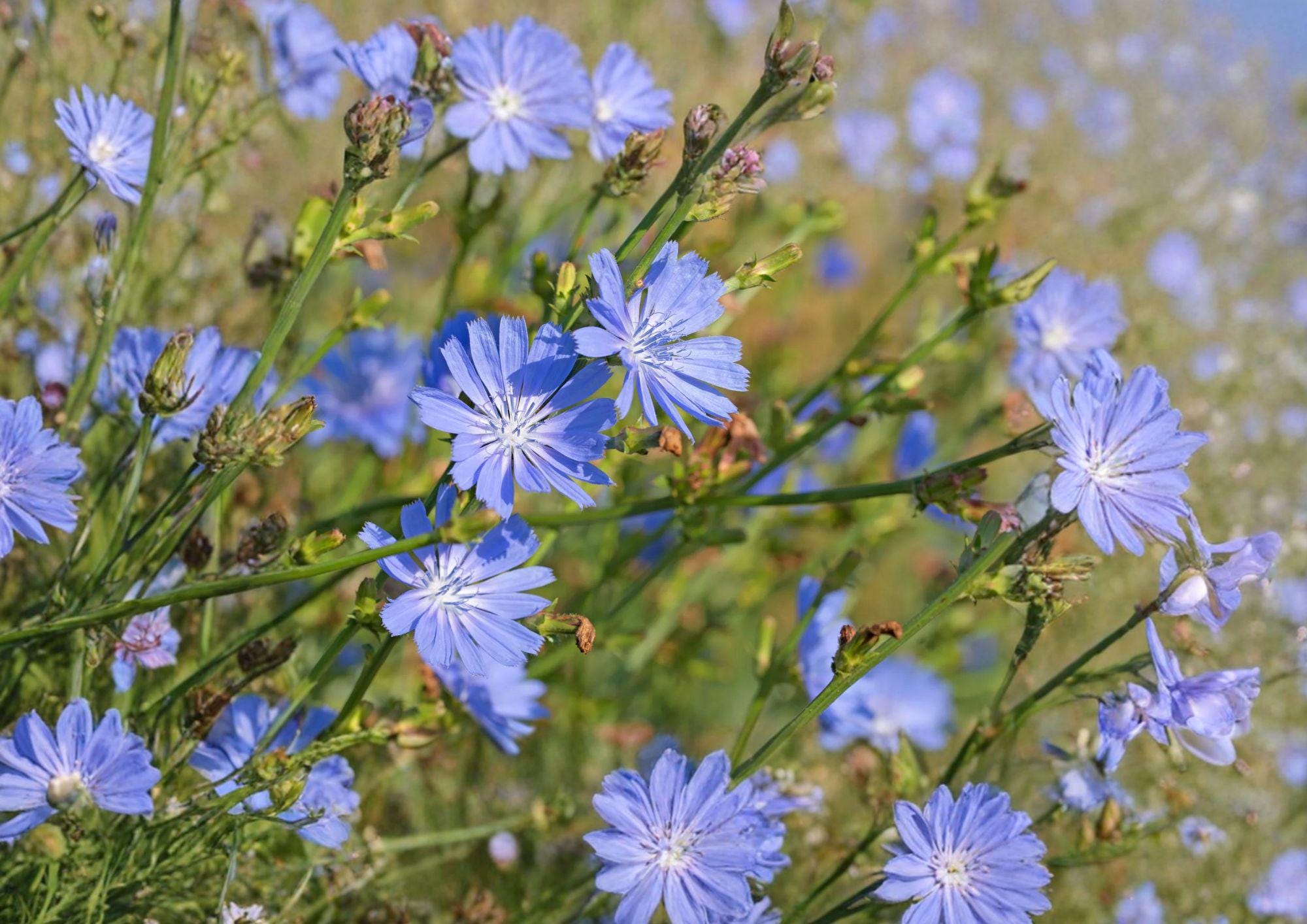 Chicory Seeds 1000+ Pack, Blue Dandelion Coffeeweed Succory Herb, Non-GMO Pollinator Garden Plant, Cichorium Intybus, Heirloom