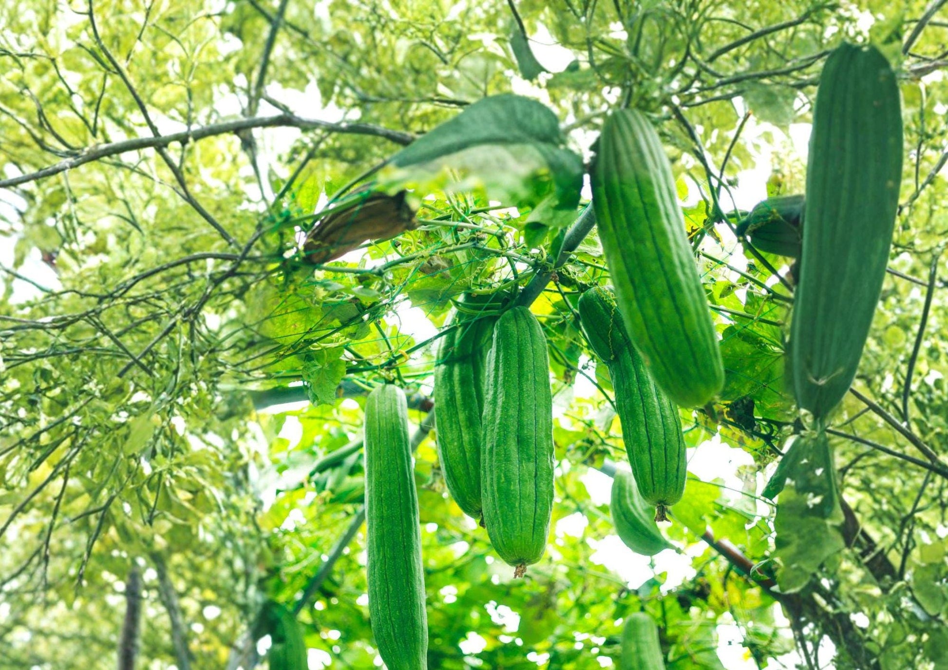 Luffa Gourd Seeds – Loofah Sponge Vegetable Plant for Garden Growing, Heirloom Non-GMO, Natural Bath Sponge Vine, Easy to Grow