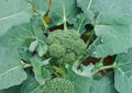 Calabrese Broccoli Seeds – Non-GMO Heirloom Vegetable for Garden Planting, Large Head Italian Brassica, High Yield Crop