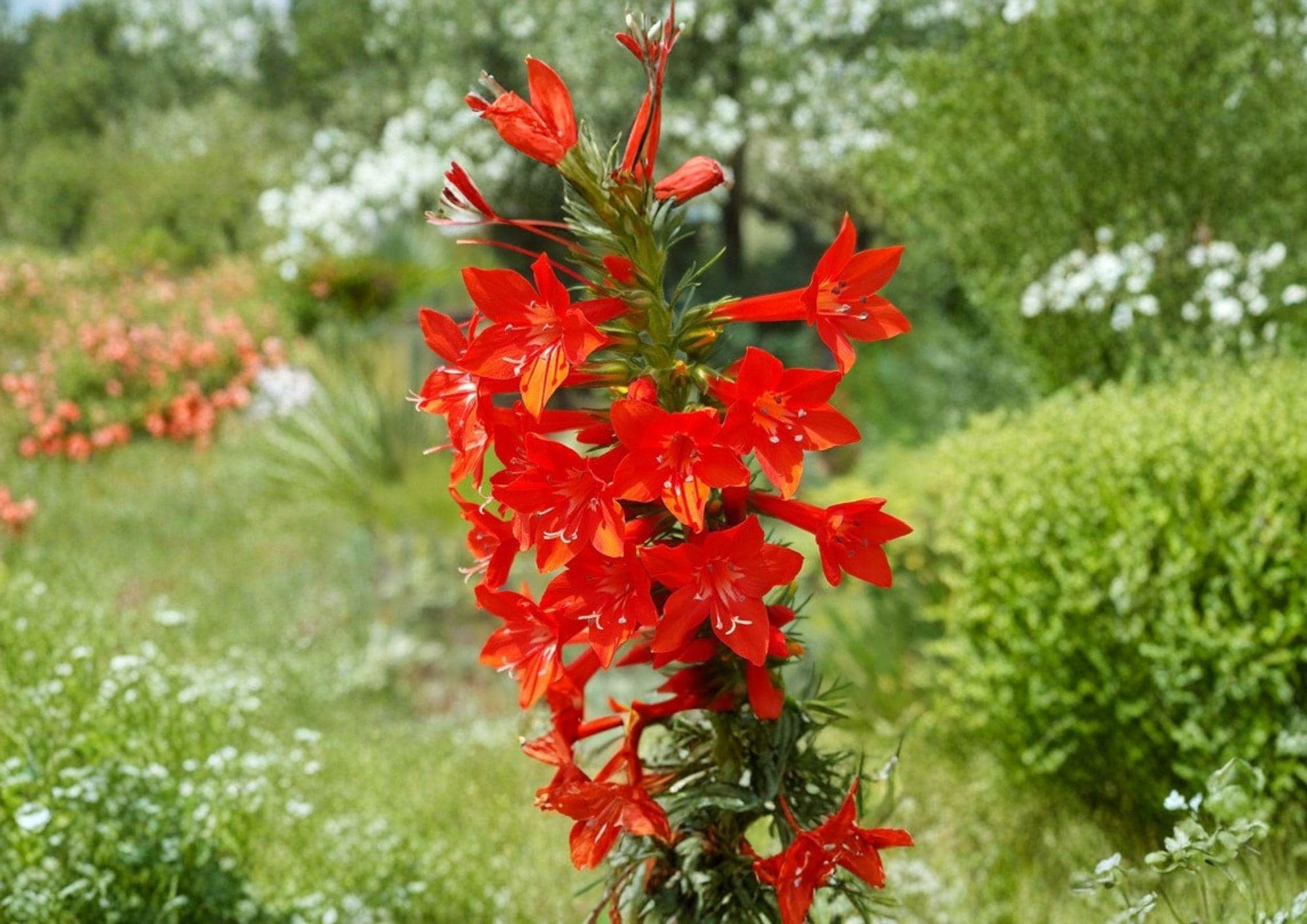 100+ Standing Cypress Seeds | Ipomopsis Rubra Wildflower Seeds for Garden, Hummingbird & Pollinator Friendly Red Flower Spikes