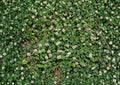 White Dutch Clover Seeds, Non-GMO Perennial Cover Crop, Ground Cover, Nitrogen Fixing, Pollinator Friendly, Trifolium repens