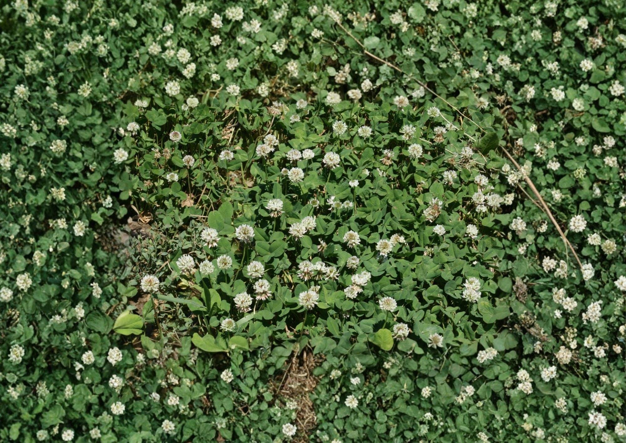 White Dutch Clover Seeds, Non-GMO Perennial Cover Crop, Ground Cover, Nitrogen Fixing, Pollinator Friendly, Trifolium repens