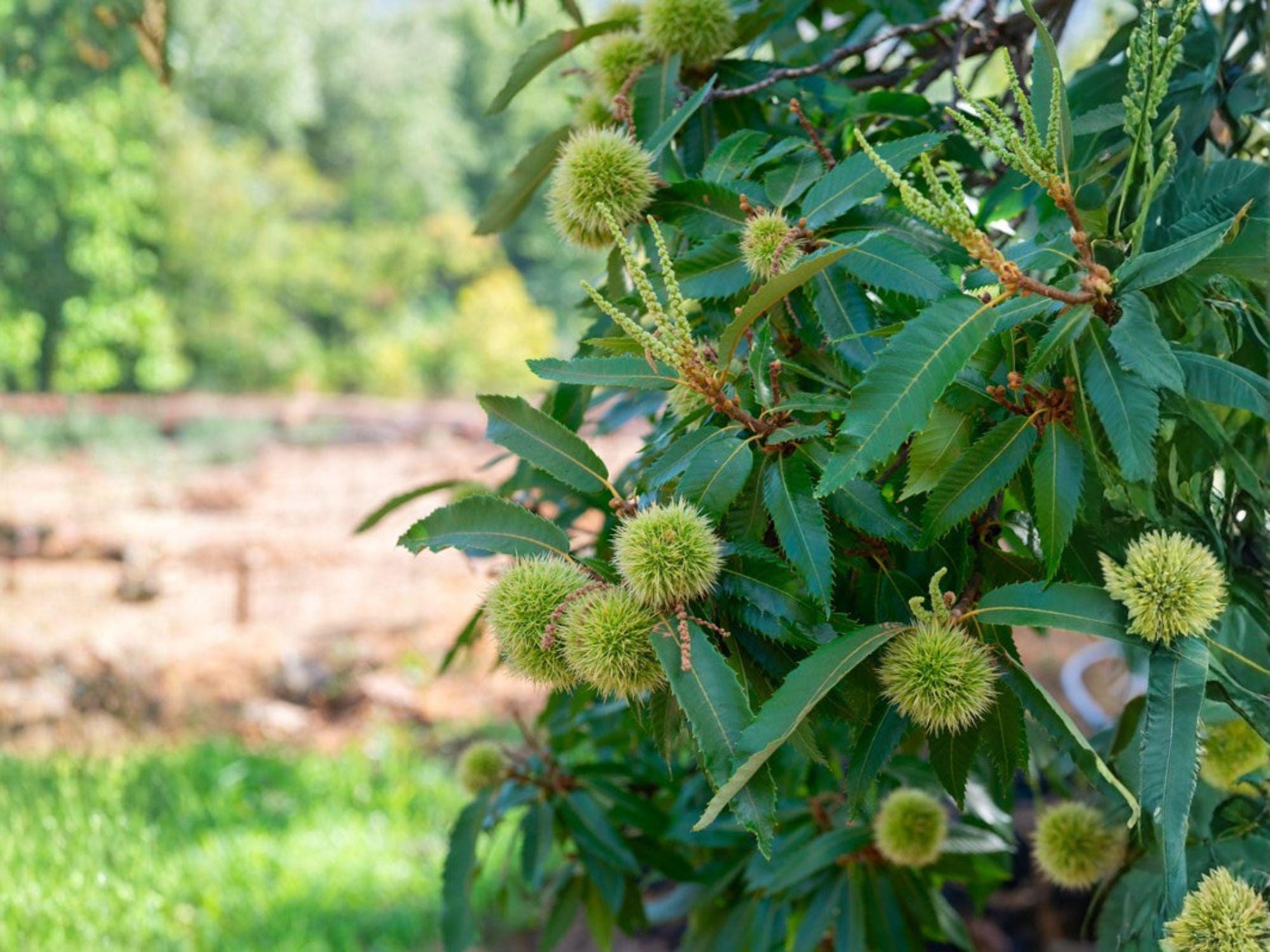 Chinese Chestnut Trees – 2 ft Bare Root Edible Nut-Producing Tree, Castanea mollissima for Orchard & Landscape Planting