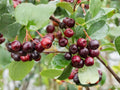 Black Chokeberry Plants – 18-24 Inches Tall – Edible Berry Shrubs – Aronia melanocarpa for Wildlife Garden & Landscaping