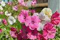 Dwarf Rose Mallow Seeds – Lavatera trimestris – Annual Flowering Plant with Pink, Rose & White Blooms for Borders & Garden Displays