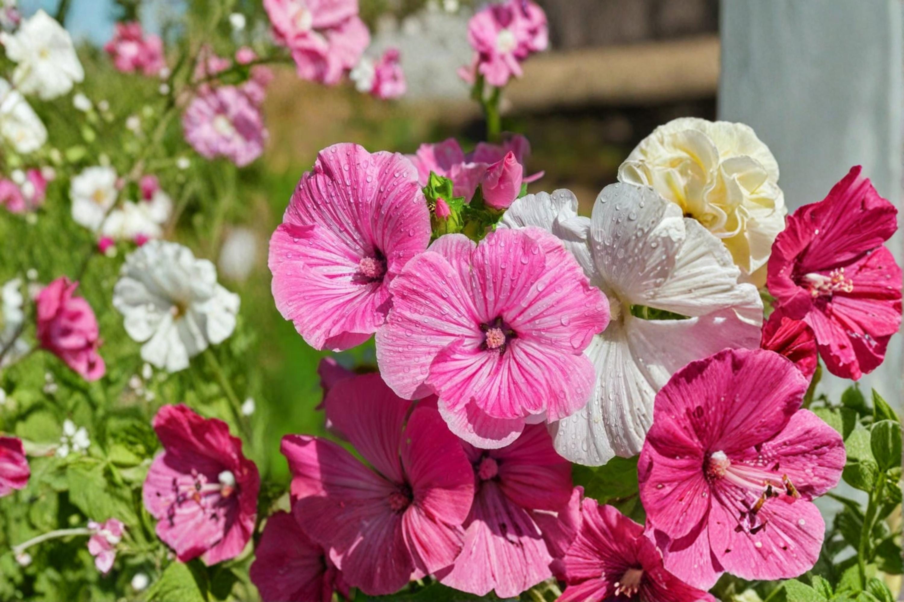 Dwarf Rose Mallow Seeds – Lavatera trimestris – Annual Flowering Plant with Pink, Rose & White Blooms for Borders & Garden Displays