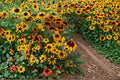 Gloriosa Daisy Seeds – Rudbeckia hirta Wildflower, Pollinator-Friendly, Bright Yellow, Orange & Bronze Blooms, Garden & Meadow Plant