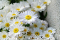 Shasta Daisy Seeds – Perennial White Flower with Yellow Center – Chrysanthemum maximum Garden Flower Seed
