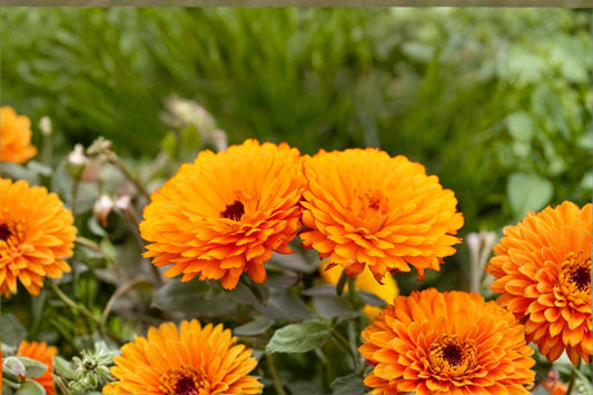 Pacific Beauty Orange Calendula Seeds – Calendula officinalis, Bright Orange Daisy-Like Flowers, Annual Flower for Garden Borders