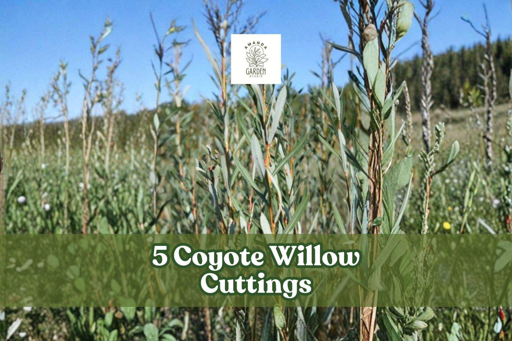 Coyote Willow Cuttings – Salix exigua – Native Deciduous Shrub for Landscaping, Hedges & Borders