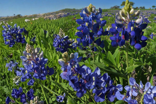 Texas Bluebonnet Seeds – Lupinus texensis, Annual Wildflower, Blue & White Tips, Native Pollinator Plant