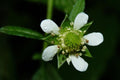 White Avens Seeds – Native Wildflower for Shade Gardens, Woodland Landscapes, Pollinator Friendly – Geum canadense (100 Seeds)