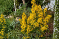 Showy Goldenrod Seeds, Perennial Wildflower, Bright Yellow Clusters, Solidago speciosa, Prairie & Meadow Planting Seeds