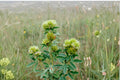 Roundhead Bush Clover Seeds – Lespedeza capitata Perennial Wildflower with Cream to Pale Yellow Flowers