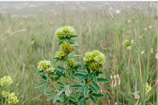 Roundhead Bush Clover Seeds – Lespedeza capitata Perennial Wildflower with Cream to Pale Yellow Flowers