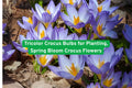 Tricolor Crocus Bulbs for Planting – Early Spring Blooming Crocus Flowers in Purple, Yellow & White – Perennial Garden Bulbs
