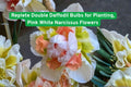 Replete Double Daffodil Bulbs Pink White Narcissus Flowers for Garden Beds & Containers