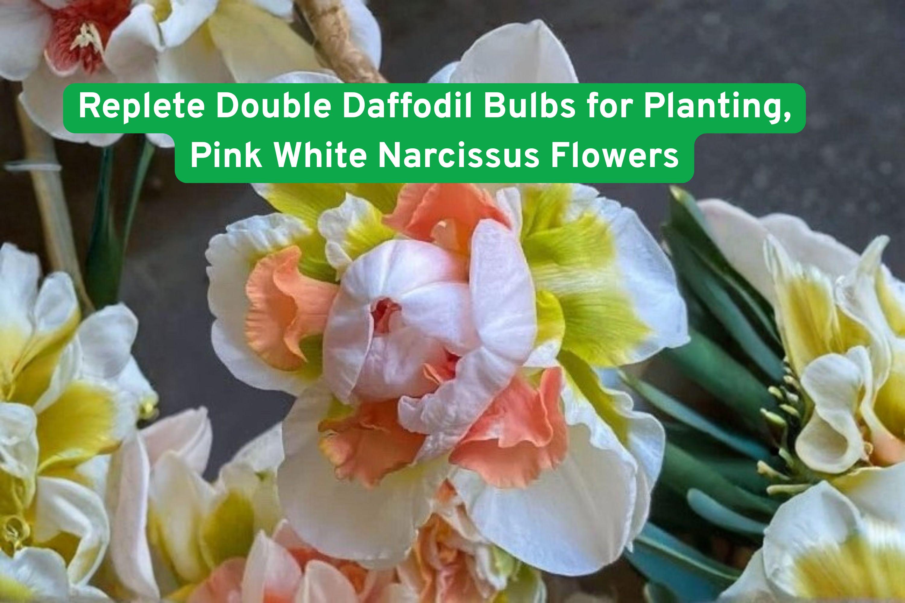 Replete Double Daffodil Bulbs Pink White Narcissus Flowers for Garden Beds & Containers