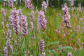 Pinkweed Seeds – Persicaria pensylvanica Wildflower, Pink Clusters, Annual, Moist Soil, Pollinator Plant, Natural Landscape Seed