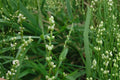 Smartweed Seeds – Persicaria punctata Wildflower, Pink Small Flowers, Moisture-Loving, Pond Edge, Wetland Plant Seed