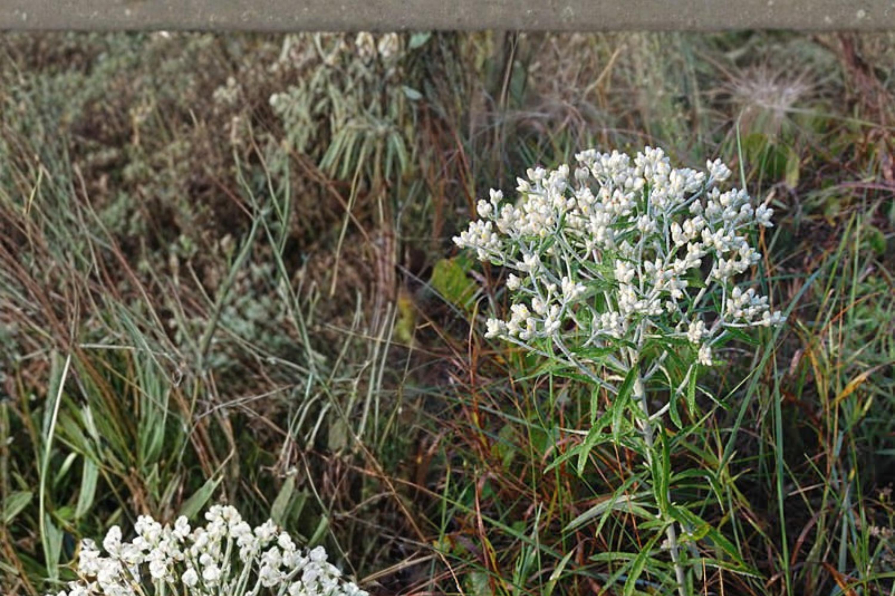 Sweet Everlasting Seeds – Pseudognaphalium obtusifolium Wildflower with White Papery Clusters, Silvery Foliage, Native Pollinator Plant