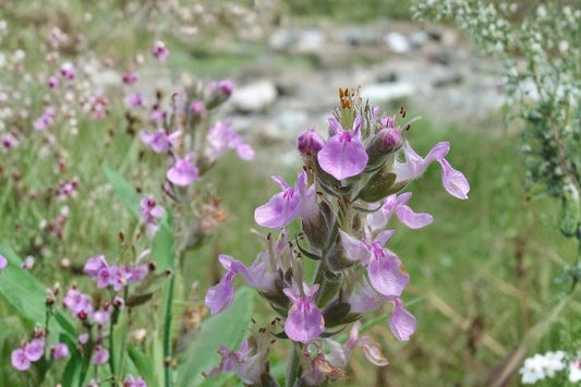 American Germander Seeds – Perennial Wildflower with Pink to Purple Flower Spikes – Teucrium canadense for Pollinator Gardens