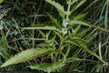 American Bugleweed Seeds – Lycopus americanus, Perennial Wetland Plant with White to Pale Purple Flowers, Serrated Foliage