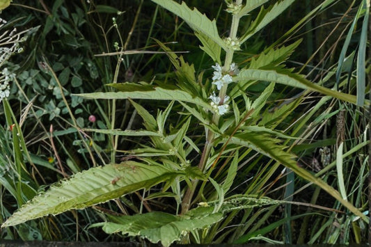 American Bugleweed Seeds – Lycopus americanus, Perennial Wetland Plant with White to Pale Purple Flowers, Serrated Foliage