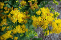 Stiff Goldenrod Seeds - Solidago rigida Perennial Wildflower for Prairie, Meadow & Native Plantings, Bright Yellow Flat-Topped Clusters