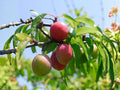 Chickasaw Plum Trees Bare Root – Native Fruit Tree, Wildlife Garden, Prunus angustifolia, 10-18 in, Edible Landscape, Spring Blossoms