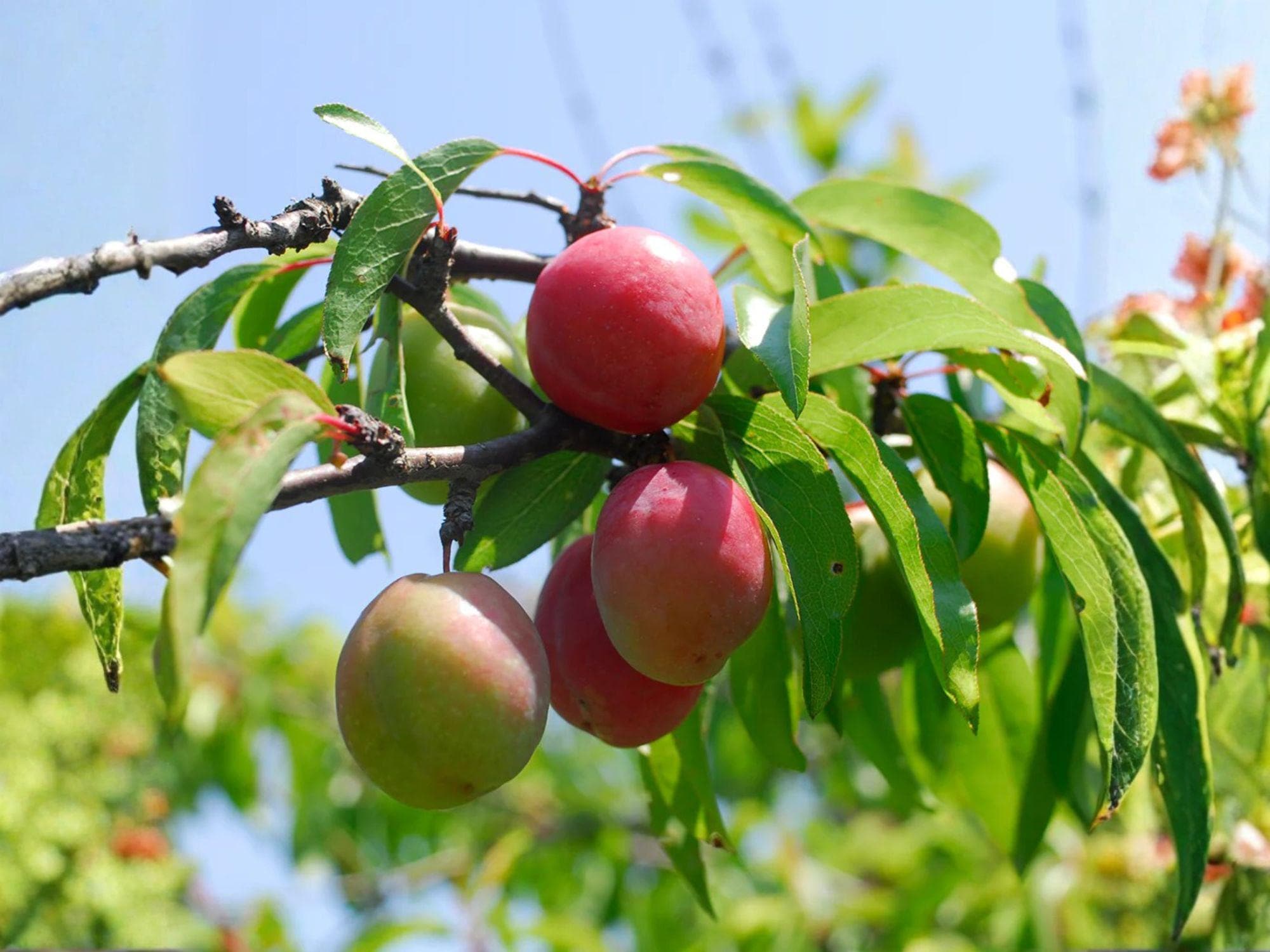 Chickasaw Plum Trees Bare Root – Native Fruit Tree, Wildlife Garden, Prunus angustifolia, 10-18 in, Edible Landscape, Spring Blossoms