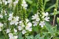White Vervain Seeds – Verbena urticifolia Perennial Wildflower with White Small Flower Spikes, Pollinator & Meadow Plant