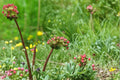 Small Burnet Seeds – Sanguisorba minor Perennial Herb with Finely Divided Foliage and Reddish Blooms