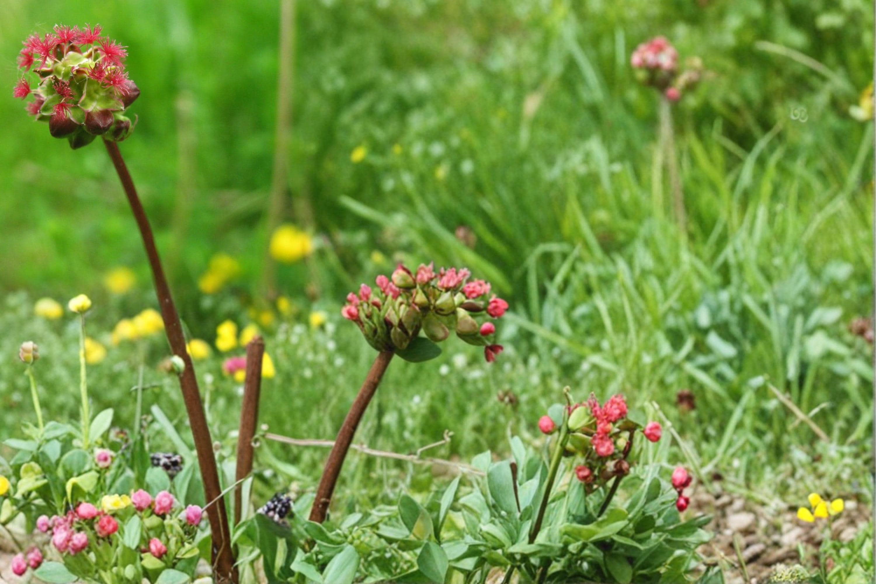 Small Burnet Seeds – Sanguisorba minor Perennial Herb with Finely Divided Foliage and Reddish Blooms