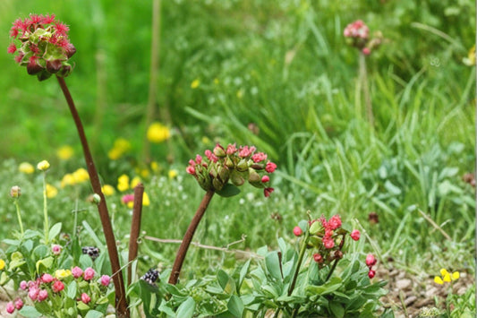 Small Burnet Seeds – Sanguisorba minor Perennial Herb with Finely Divided Foliage and Reddish Blooms