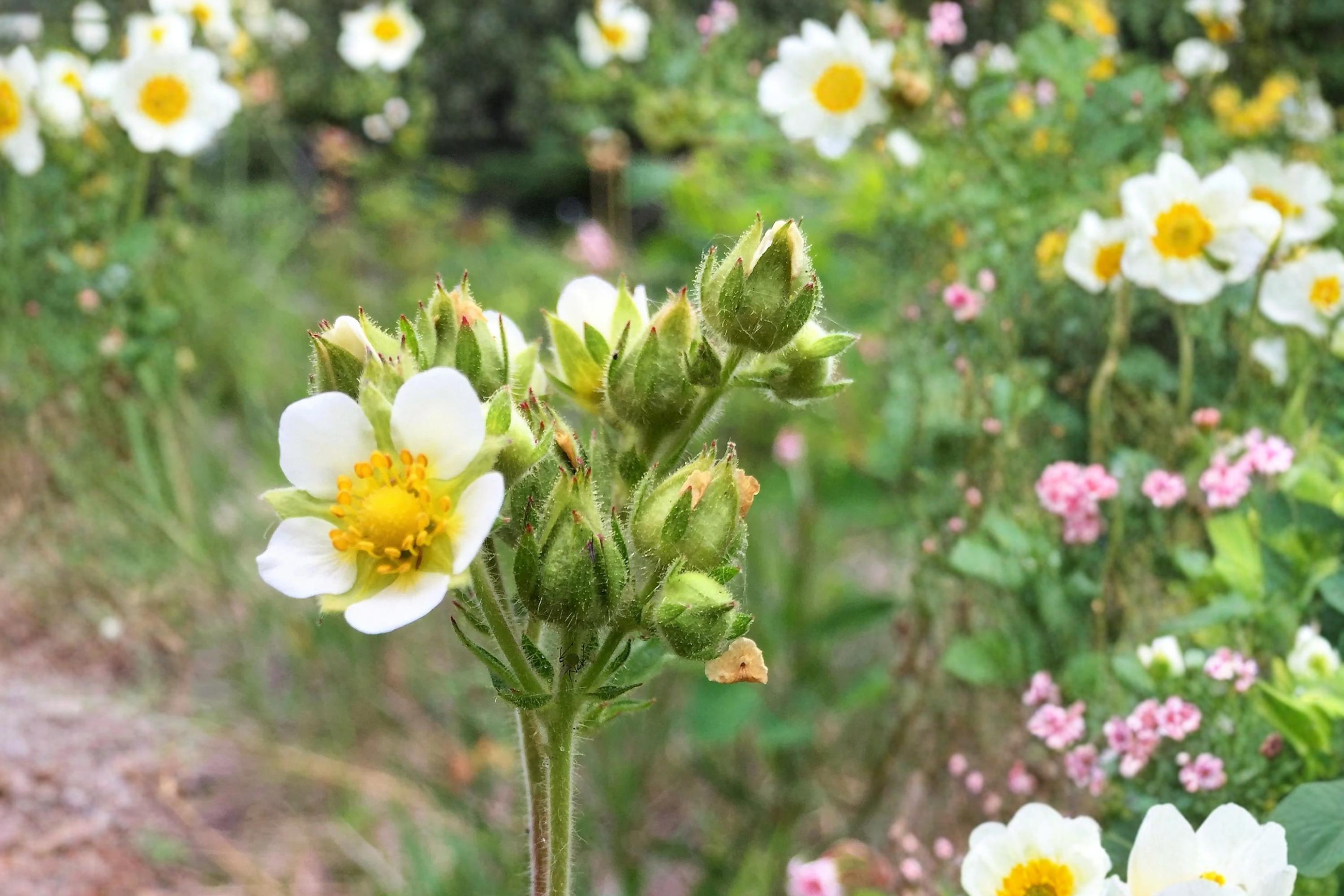 Prairie Cinquefoil Seeds, Potentilla arguta, Wildflower, Drought Tolerant, Native Prairie Plant, Perennial Yellow Flower Seeds