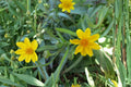 Yellowray Goldfields Wildflower Seeds – Lasthenia glabrata, Bright Yellow Daisy-Like Blooms, Annual Native Plant for Meadow & Garden