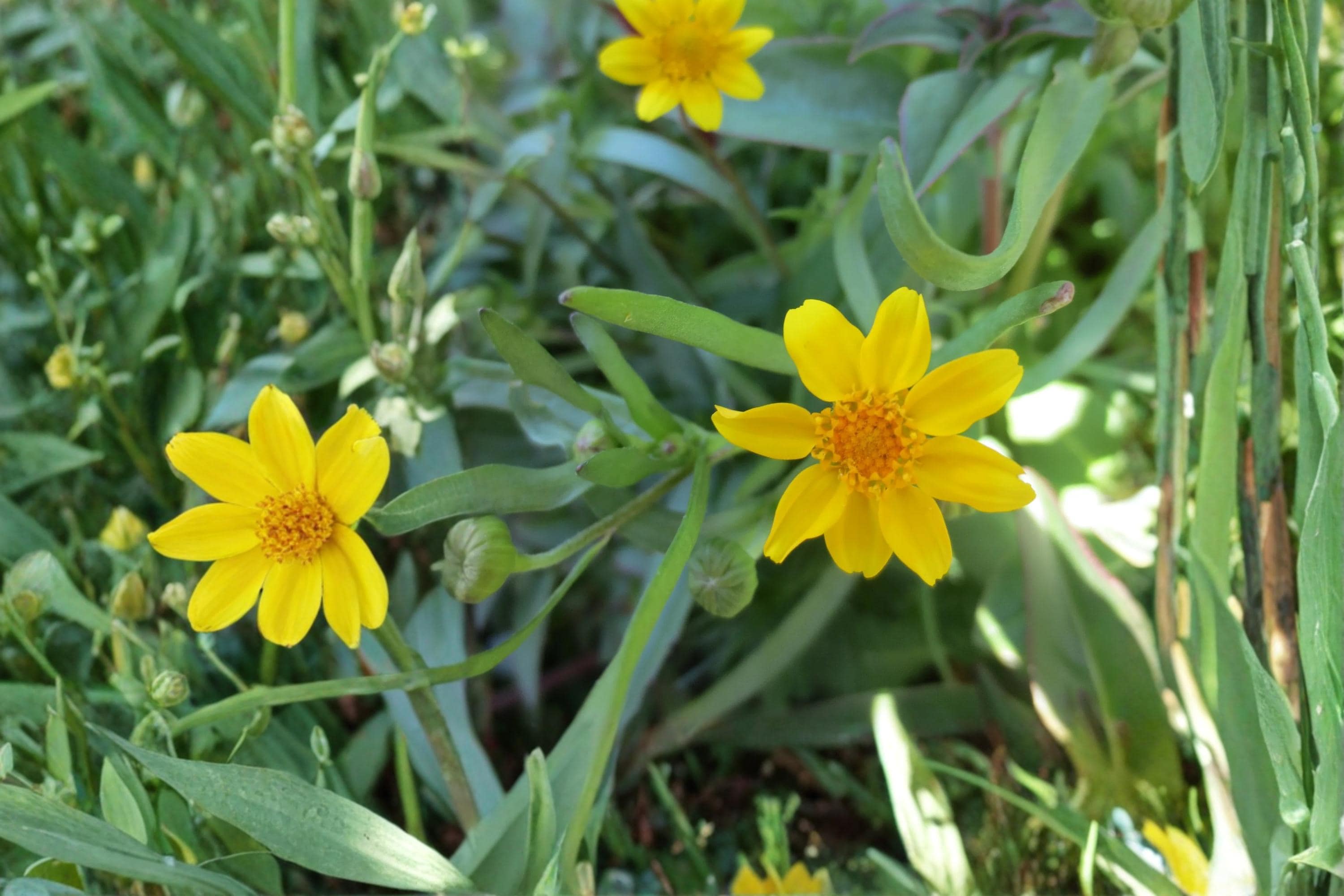 Yellowray Goldfields Wildflower Seeds – Lasthenia glabrata, Bright Yellow Daisy-Like Blooms, Annual Native Plant for Meadow & Garden