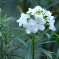 White Oleander Cuttings – Nerium oleander Evergreen Shrub for Hedges & Landscape, 7 Live Unrooted Cuttings