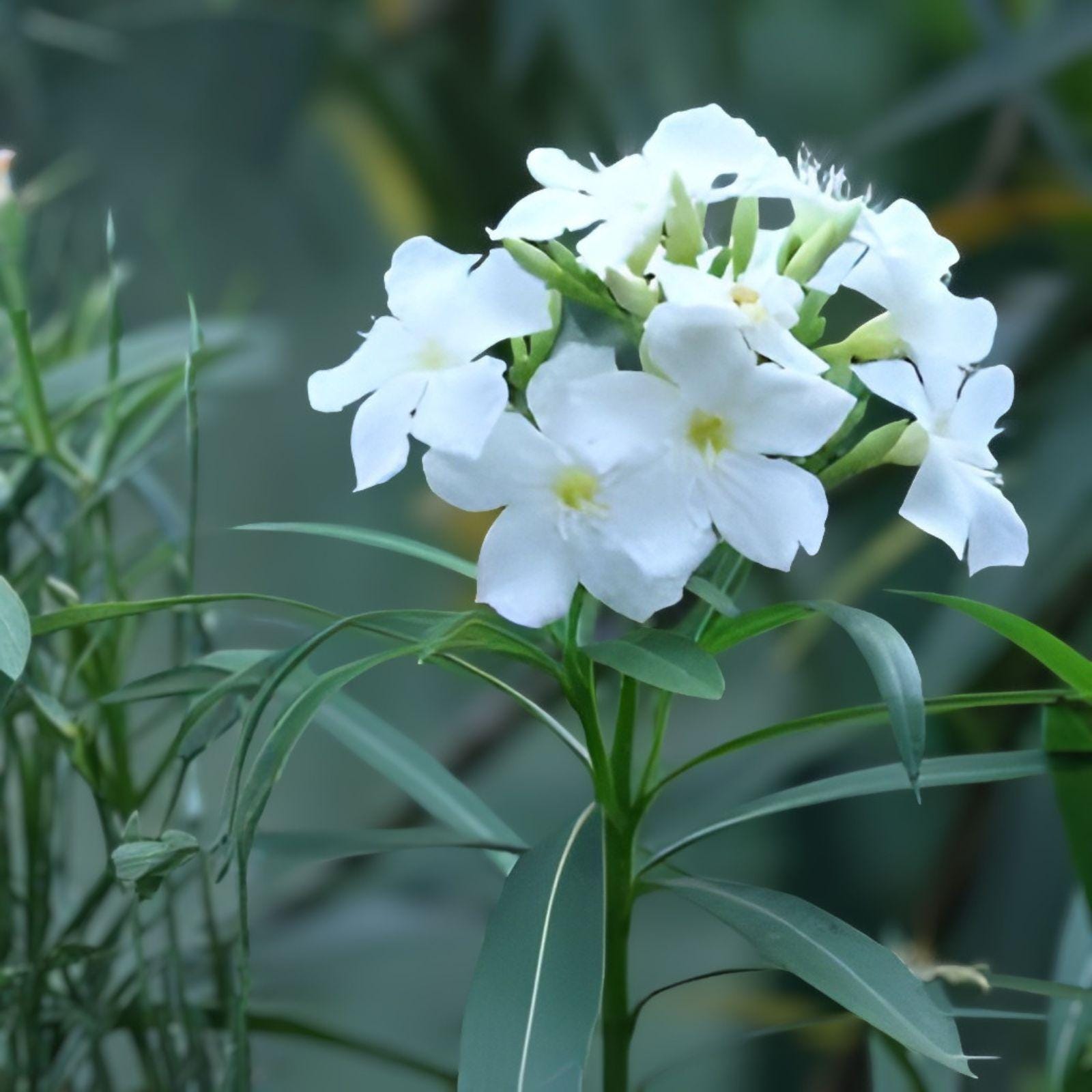 White Oleander Cuttings – Nerium oleander Evergreen Shrub for Hedges & Landscape, 7 Live Unrooted Cuttings