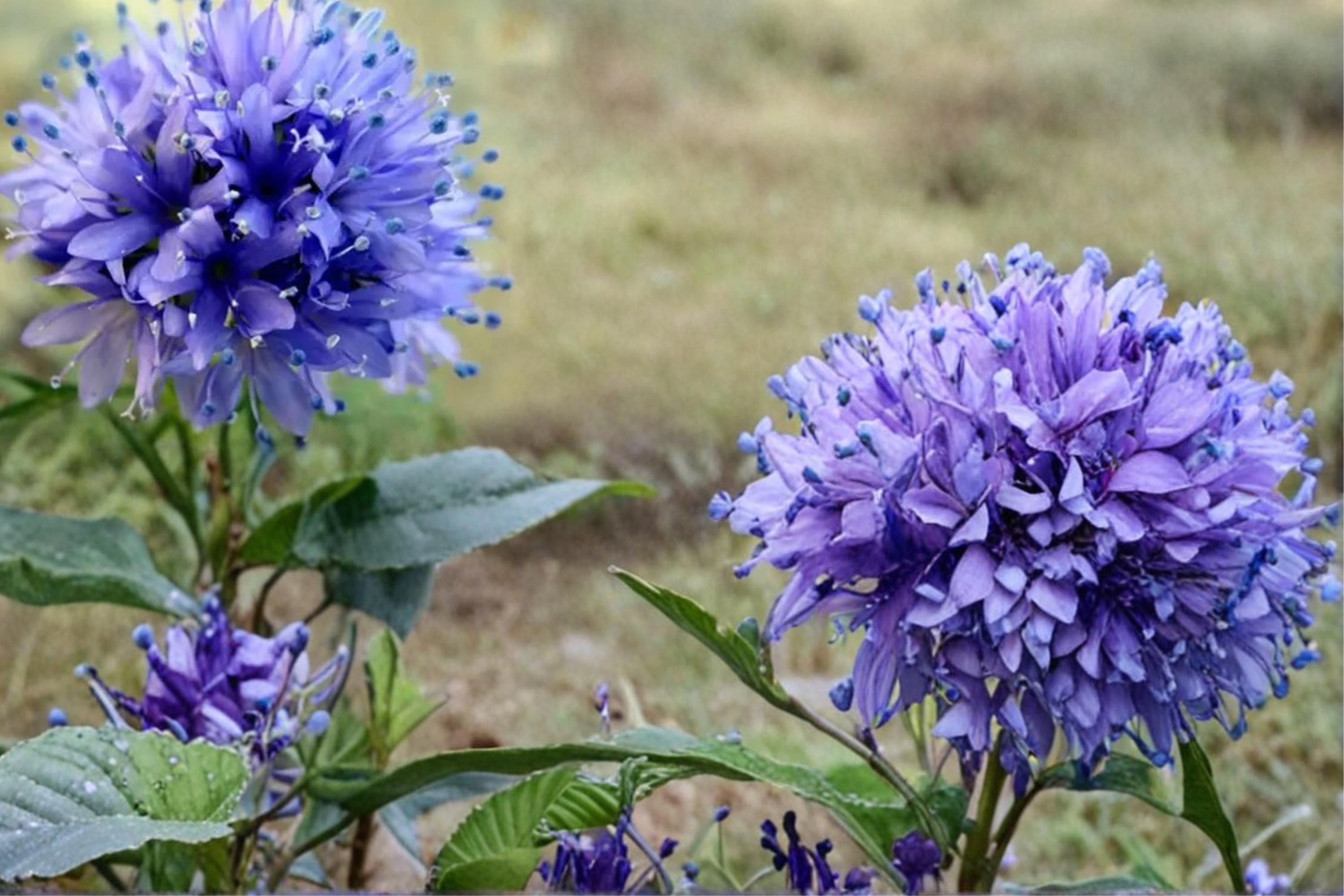 Globe Gilia Seeds – Gilia capitata Wildflower, Blue Lavender Globe-Shaped Blooms, Annual Pollinator Plant, Native Garden Flower Seed