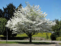 White Flowering Dogwood Trees – 2 Live Plants, Cornus florida, Ornamental Landscape Trees for Gardens & Borders