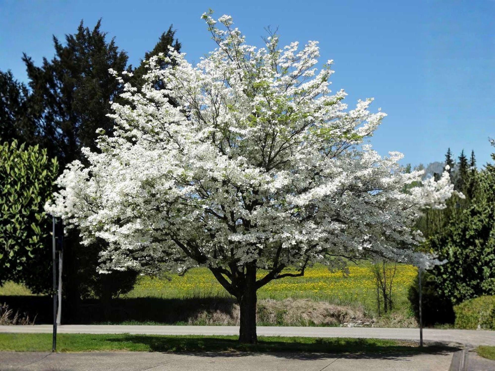 White Flowering Dogwood Trees – 2 Live Plants, Cornus florida, Ornamental Landscape Trees for Gardens & Borders